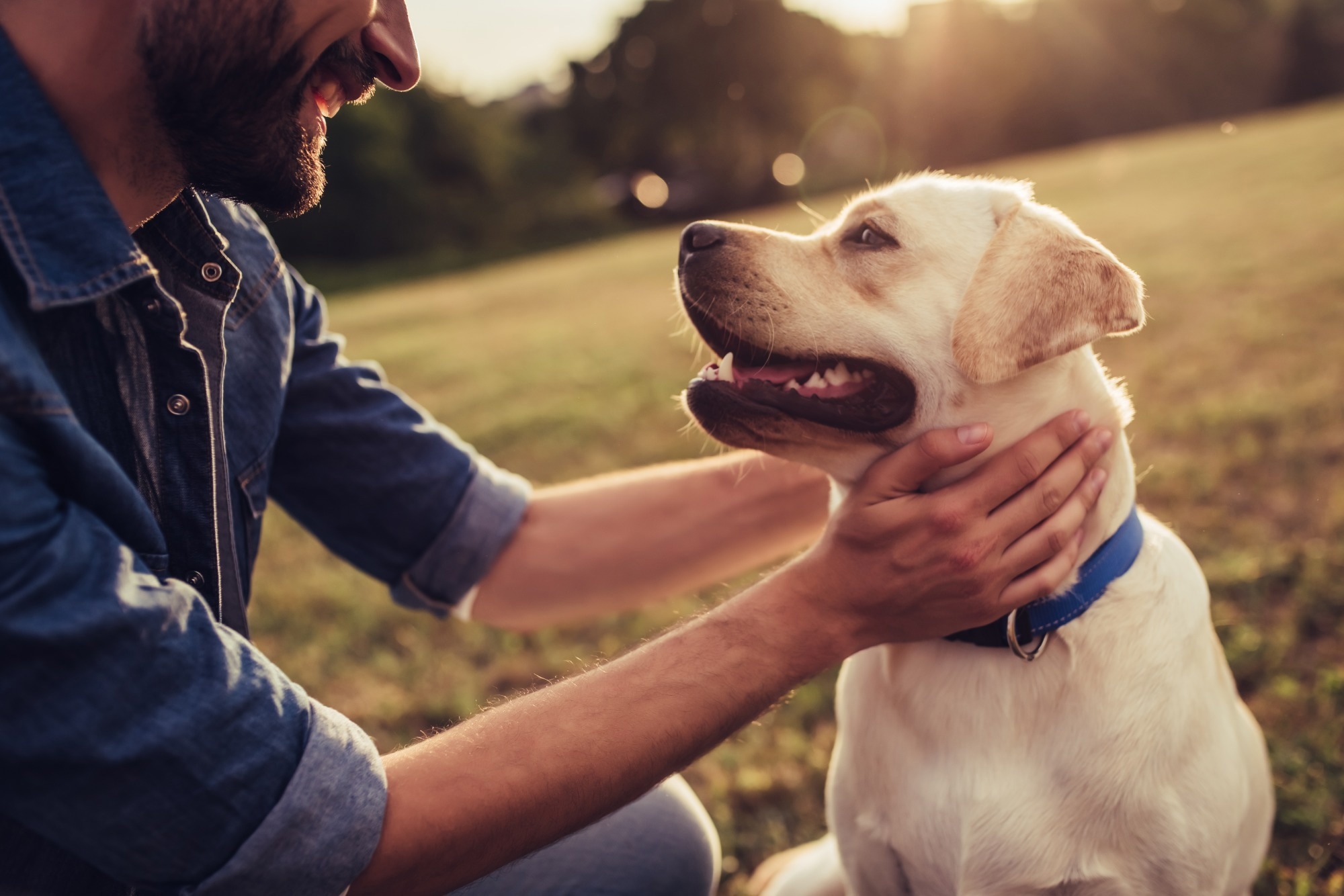 Study: Psychophysiological and emotional effects of human–Dog interactions by activity type: An electroencephalogram study. Image Credit: 4 PM production/Shutterstock.com