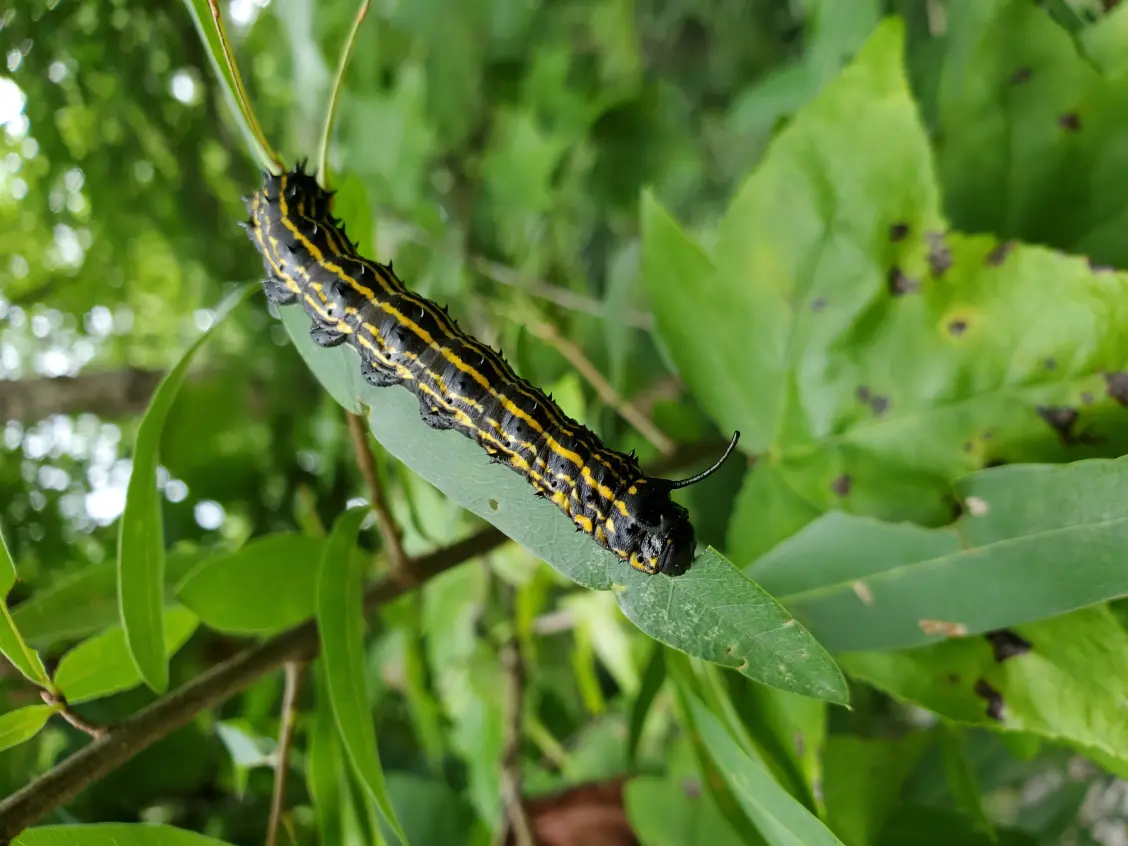 The caterpillar of another species of moth, the yellow-striped oakworm (Anisota peigleri). Image credit: Konstantin Kornev