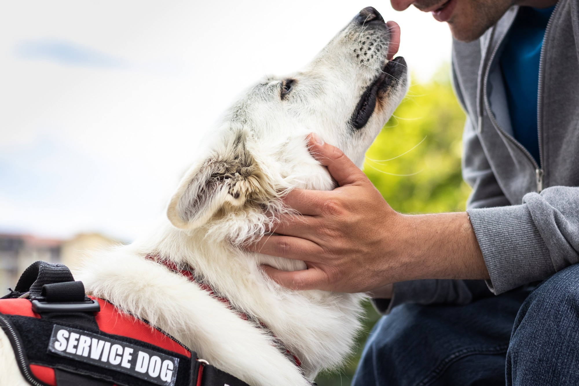 ​​​​​​​Study: Can scent-detection dogs detect the stress associated with trauma cue exposure in people with trauma histories? A proof-of-concept study. Image Credit: 24K-Production/Shutterstock.com