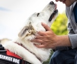 Service dogs prove effective in identifying PTSD-related stress markers through human breath