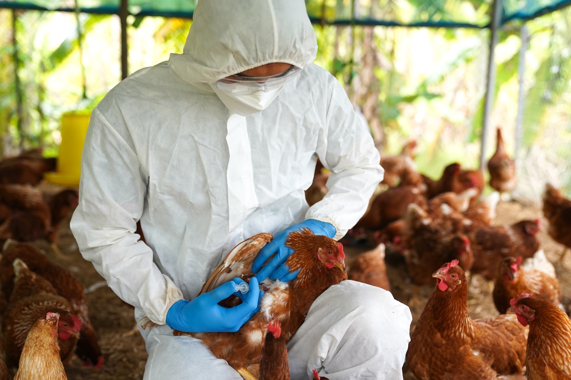 Report: Drivers for a pandemic due to avian influenza and options for One Health mitigation measures. Image Credit: Pordee_Aomboon / Shutterstock