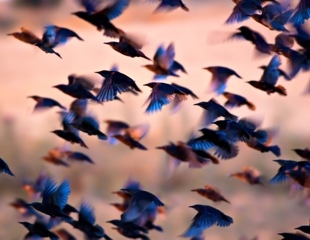 Human-wildlife interface: Starling movements linked to E. coli carriage