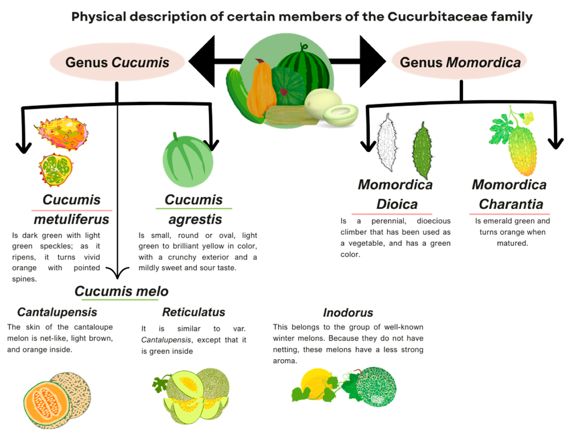 Physical description of the members of the Cucurbitaceous family discussed in this article