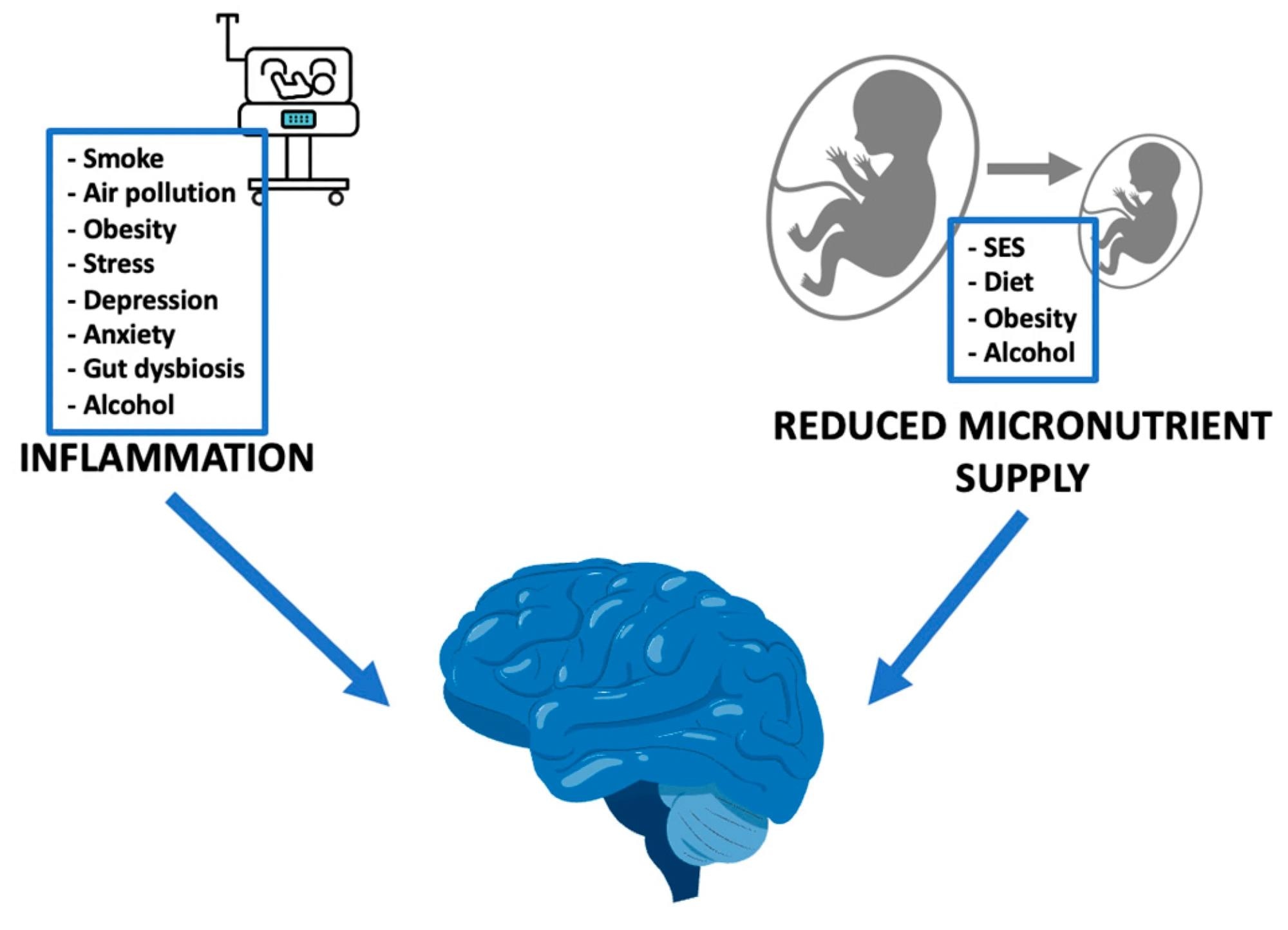 External stimuli, through inflammation and reduced micronutrient supply, impact on fetal neurodevelopment. SES: socioeconomic status.