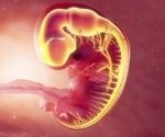 Environmental stressors linked to fetal brain development challenges
