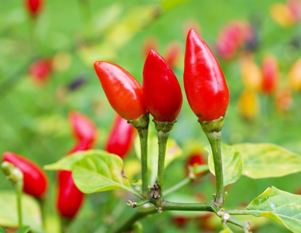 Piquin chili's health benefits spotlighted due to high antioxidant content