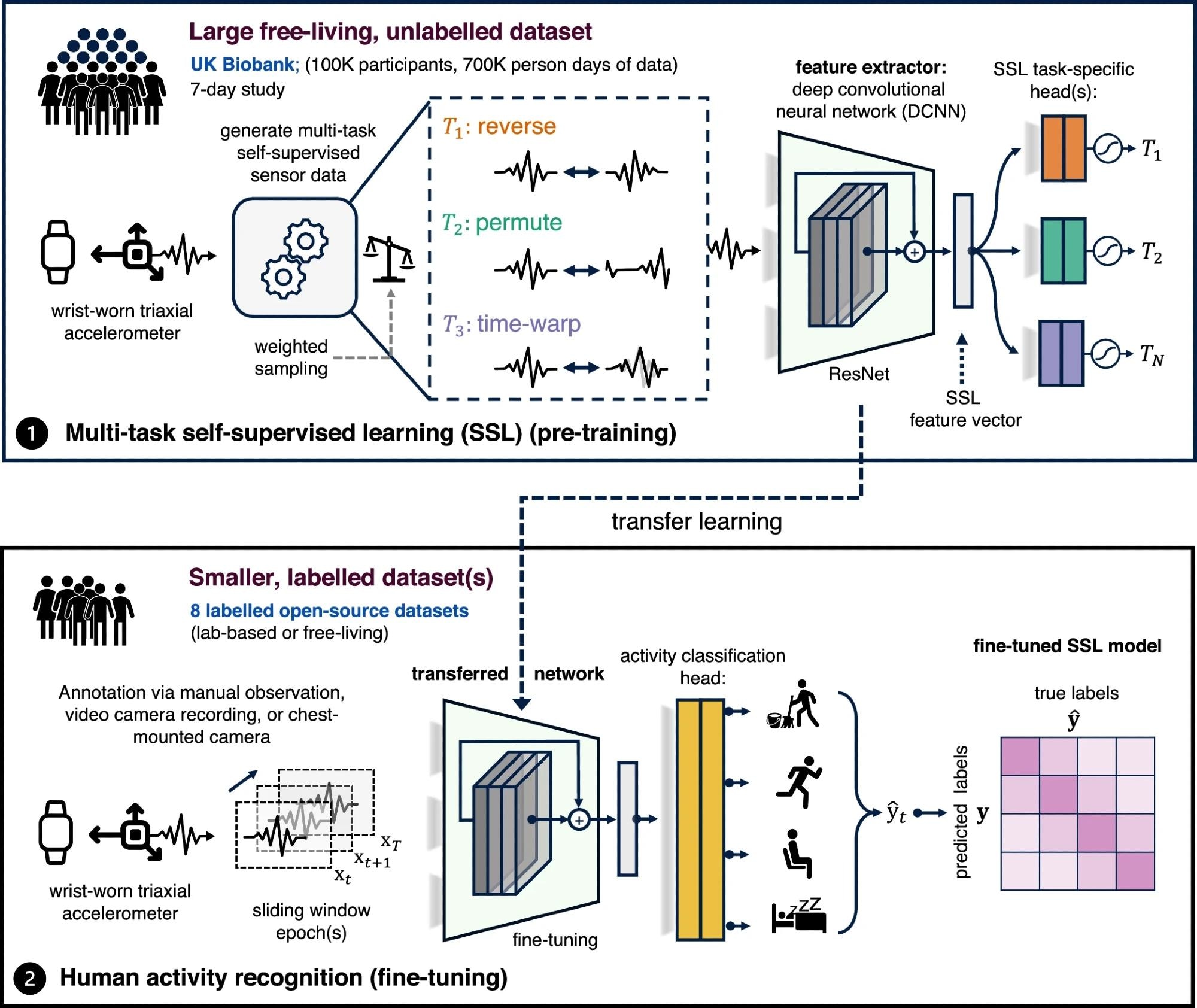 Step 1 involves multi-task self-supervised learning on 700,000 person-days of data from the UK Biobank. In step 2, we evaluate the utility of the pre-trained network in eight benchmark human activity recognition baselines via transfer learning.
