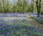 Join Bedfont® Scientific Limited & Heart of Kent Hospice for their Bluebell Walk 2024, on Sunday, 5th May.