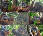 Wild Sumatran orangutan uses medicinal plant to treat facial wound