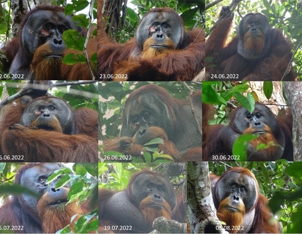 Wild Sumatran orangutan uses medicinal plant to treat facial wound
