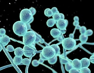 Researchers review current evidence on Candida auris, an emerging multidrug-resistant yeast
