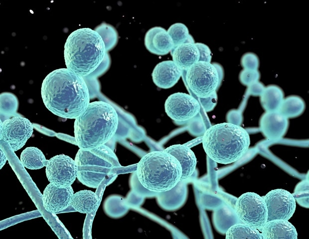 Researchers review current evidence on Candida auris, an emerging multidrug-resistant yeast