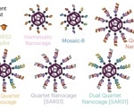New Quartet nanocage vaccine shows promise against coronavirus variants