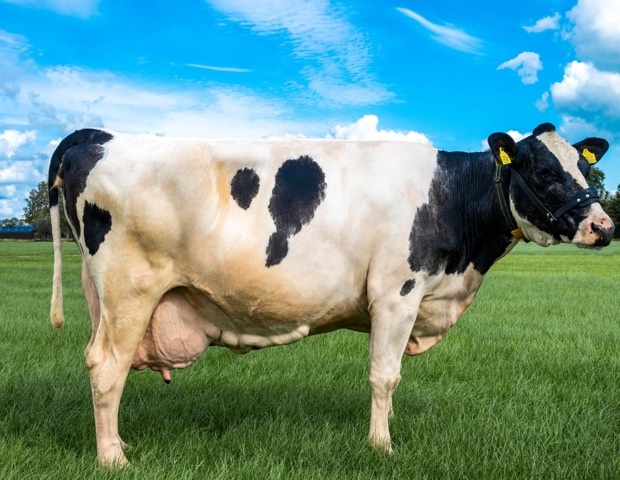 Study shows cows harbor both human and avian flu receptors in their mammary glands