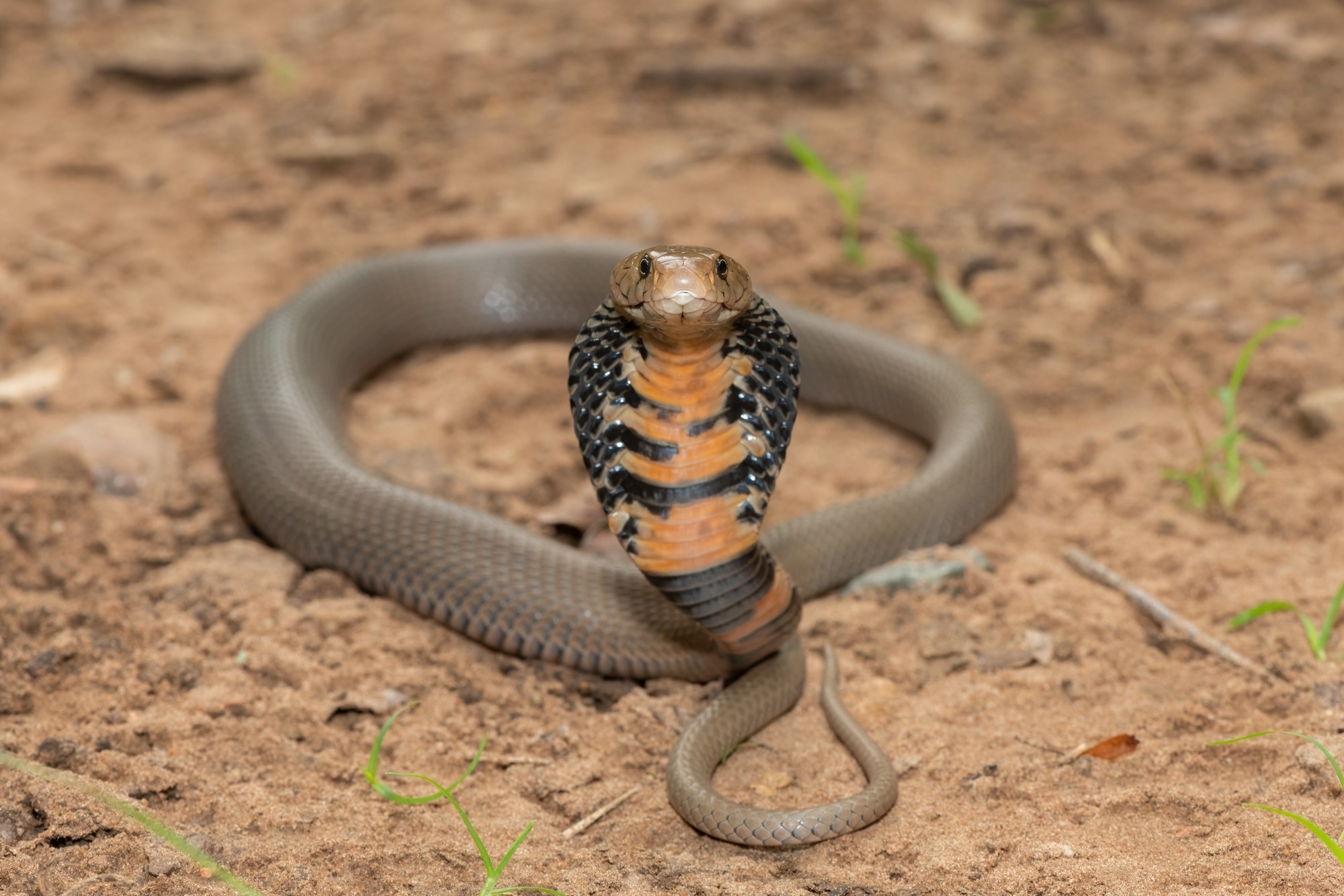Study: Dermonecrosis caused by a spitting cobra snakebite results from toxin potentiation and is prevented by the repurposed drug varespladib. Image Credit: Craig Cordier / Shutterstock