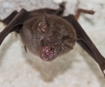 Bats in China found to carry novel herpesviruses, hinting at cross-species transmission dangers