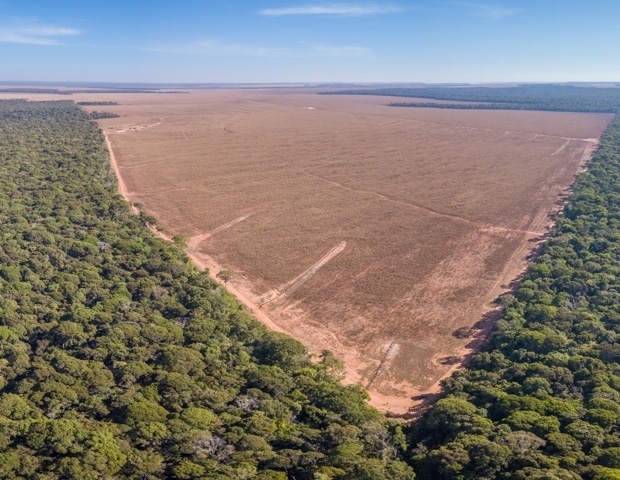 Deforestation drives a surge in malaria cases in the Amazon