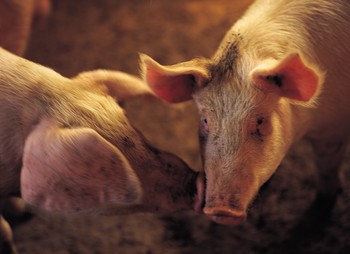 According to Chinese state media, the number of people infected by what authorities believe is a pig-borne bacterial disease in the southwest has jumped to 131.