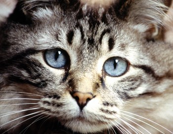 According to British and U.S. scientists cats may like ice cream, but it is not the sugary taste that appeals to them