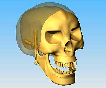 A robotic human jaw