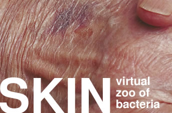 "virtual zoo of bacteria