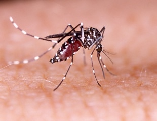 New genetic editing tools could stop the spread of mosquito diseases