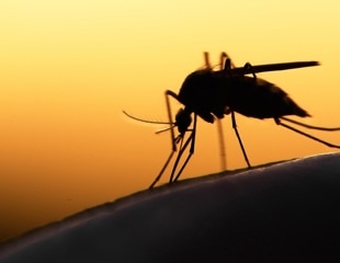 Mosquito borne Murray Valley Encephalitis warnings for NSW and North Victoria