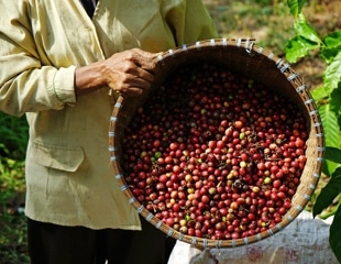Arabica coffee's genetic legacy unveiled