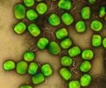 Scientists detect monkeypox virus in the testes of macaques during acute infection