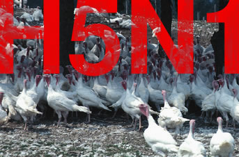 Turkeys and H5N1